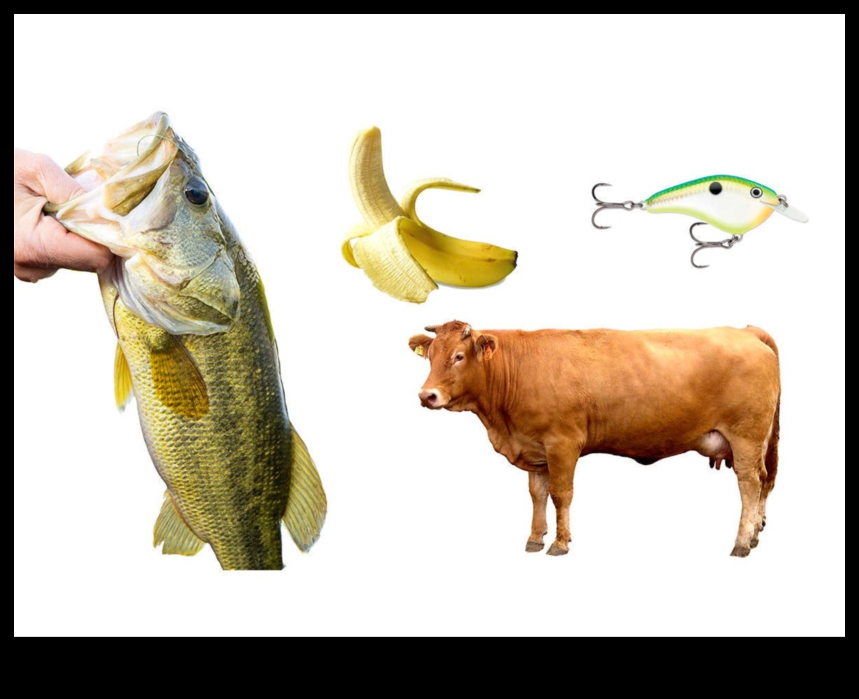 تابع الفولكلور المريب: الخرافات والمعتقدات حول الأسماك