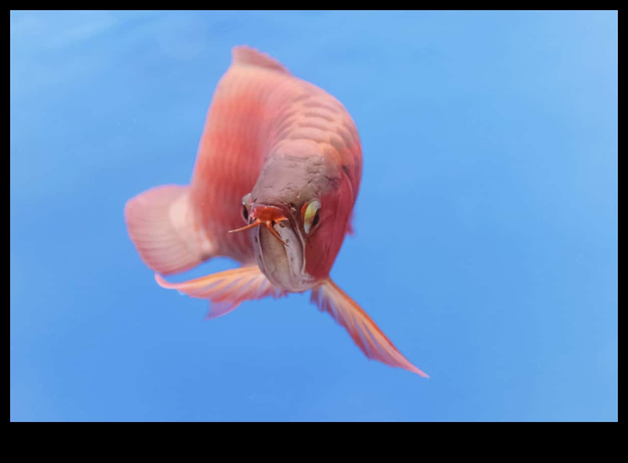 تابع الفولكلور المريب: الخرافات والمعتقدات حول الأسماك