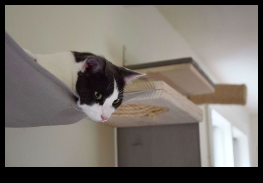 اعترافات المنصة نصائح التصميم الداخلي الأنيق للمنازل الصديقة للقطط 5 اعترافات المنصة: نصائح التصميم الداخلي الأنيق للمنازل الصديقة للقطط