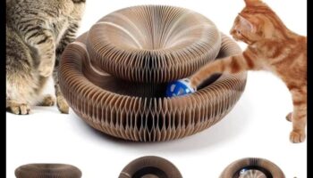 استمرار عجائب الشعيرات: اكتشاف ملحقات جديدة ومثيرة للقطط