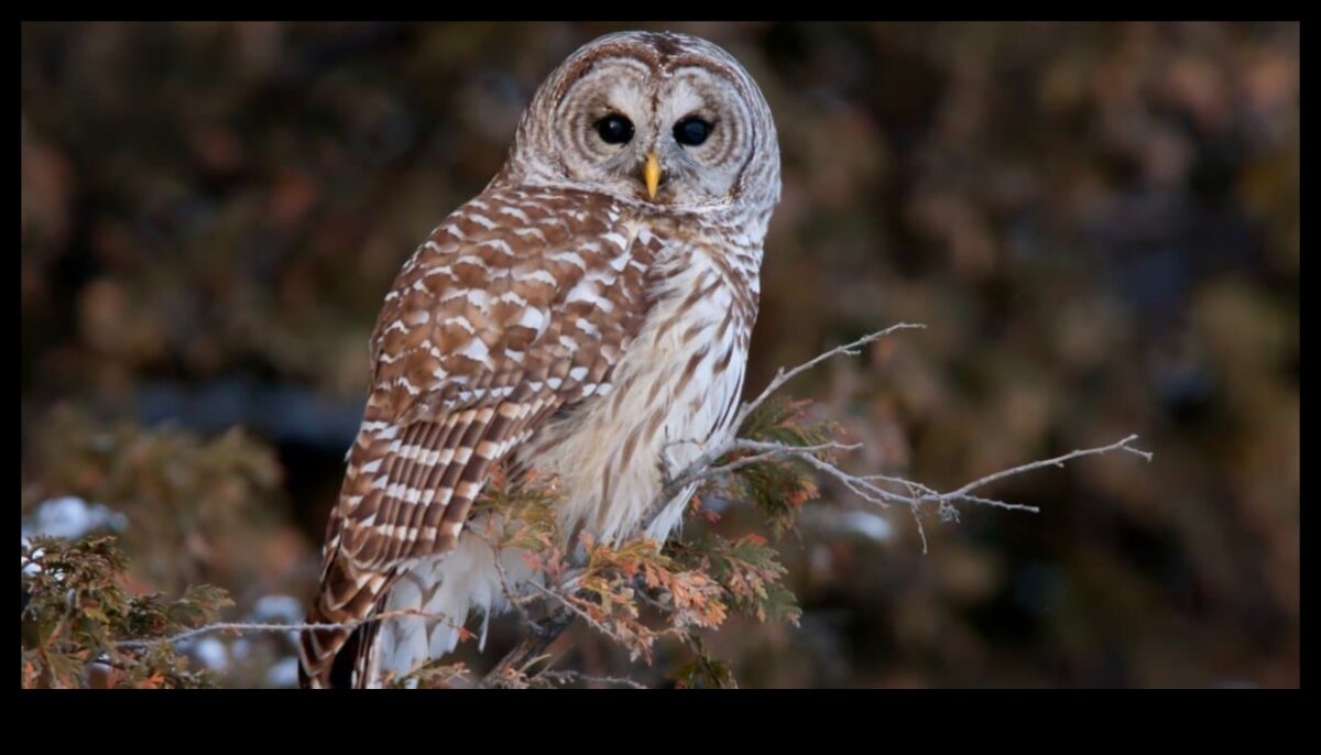 استمرار النشرات الليلية: تكيفات الطيور النشطة في الإضاءة المنخفضة