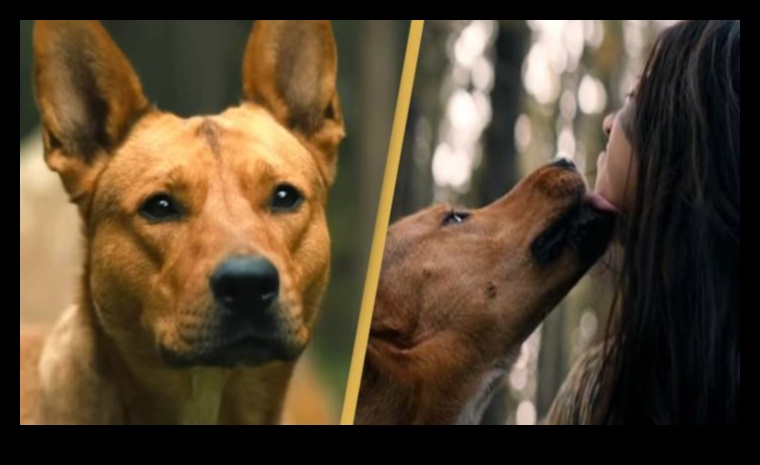 نجوم المأوى: اعتماد قصص نجاح كلب الإنقاذ