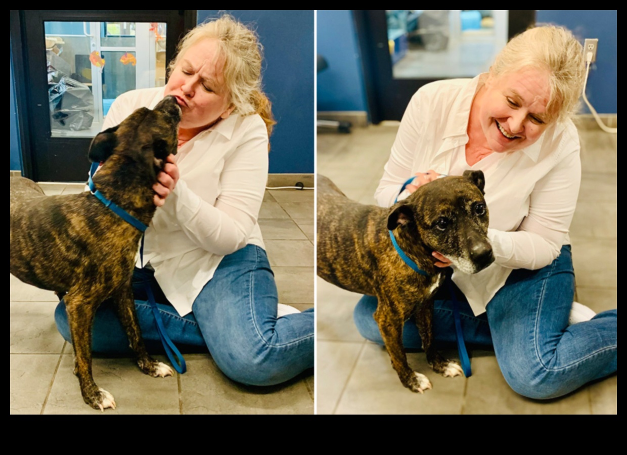 نجوم المأوى: اعتماد قصص نجاح كلب الإنقاذ