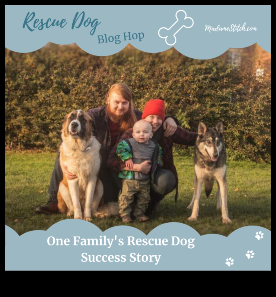 نجوم المأوى: اعتماد قصص نجاح كلب الإنقاذ