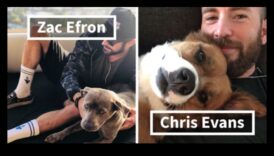 نجوم المأوى: اعتماد قصص نجاح كلب الإنقاذ