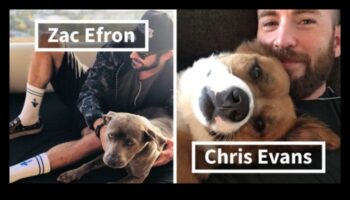 نجوم المأوى: اعتماد قصص نجاح كلب الإنقاذ