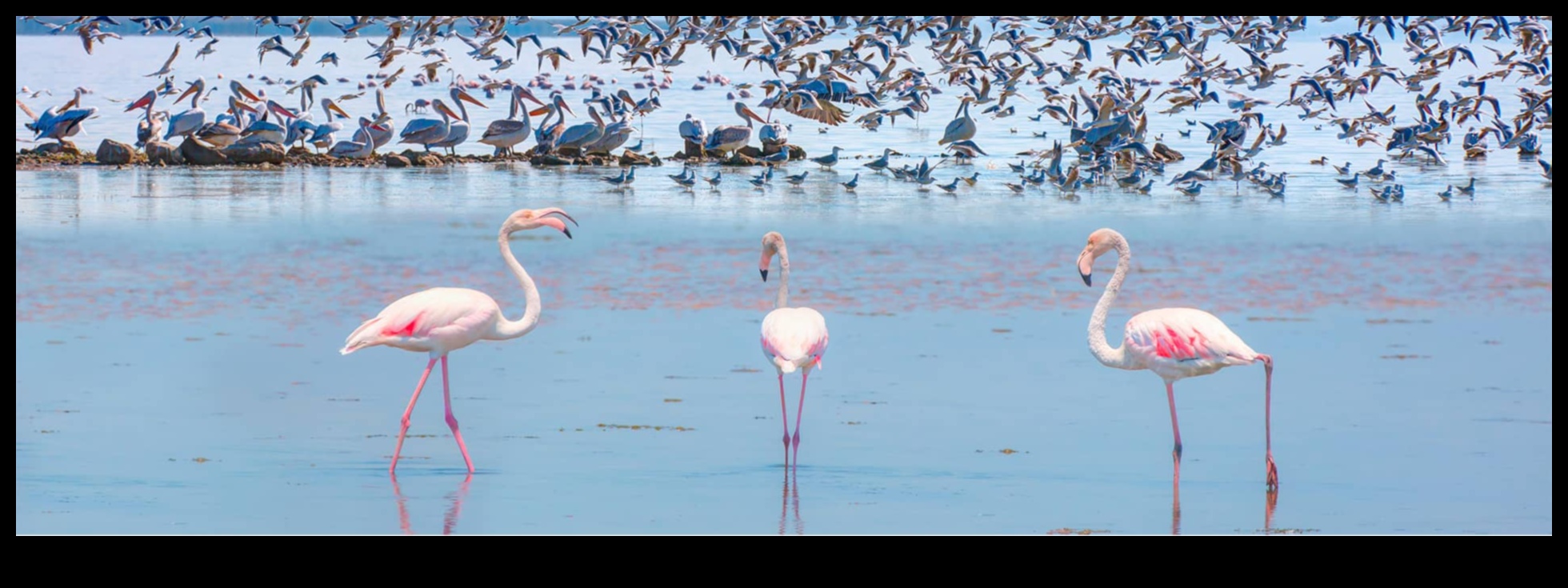 رحلات الطيور البرية: استكشاف الموائل المتنوعة للأنواع المتنوعة