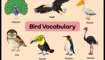 رحلات الطيور البرية: استكشاف الموائل المتنوعة للأنواع المتنوعة