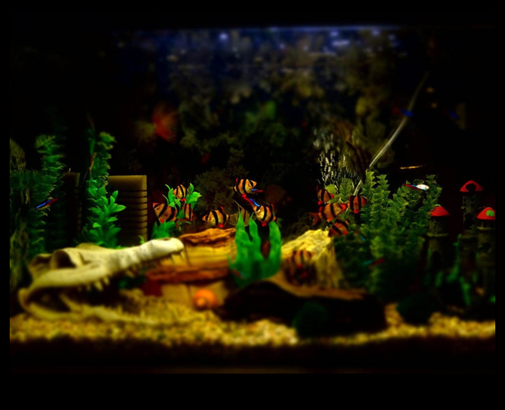 حوض للأسماك DIY: صياغة الديكور والإكسسوارات لأحواض السمك