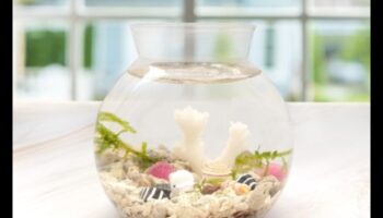 حوض للأسماك DIY: صياغة الديكور والإكسسوارات لأحواض السمك