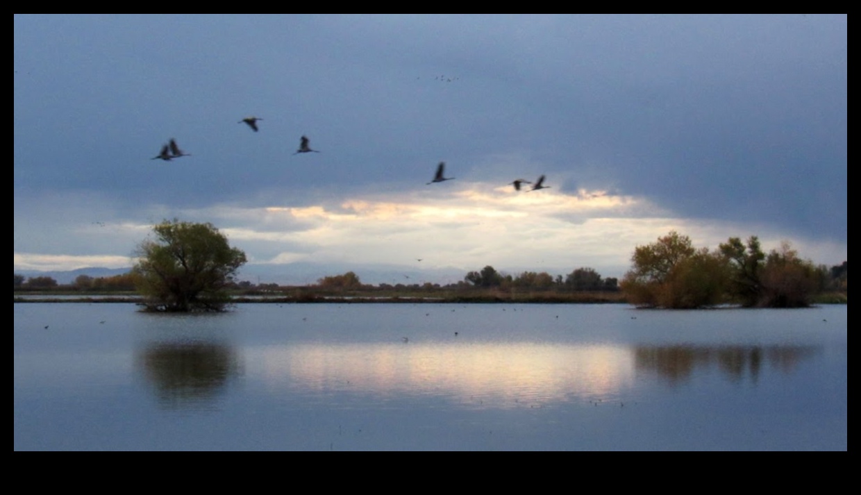النشرات الليلية: كشف أسرار الطيور الليلية