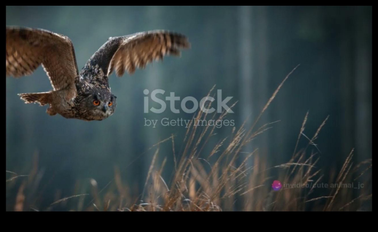 النشرات الليلية: كشف أسرار الطيور الليلية