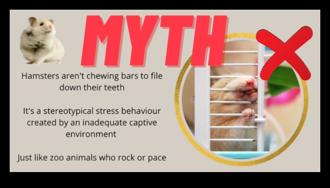 استمرار أساطير تغذية الهامستر: التحقق من صحة المعتقدات الشعبية