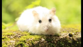 استمرار أساطير تغذية الهامستر: التحقق من صحة المعتقدات الشعبية