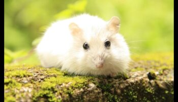 استمرار أساطير تغذية الهامستر: التحقق من صحة المعتقدات الشعبية