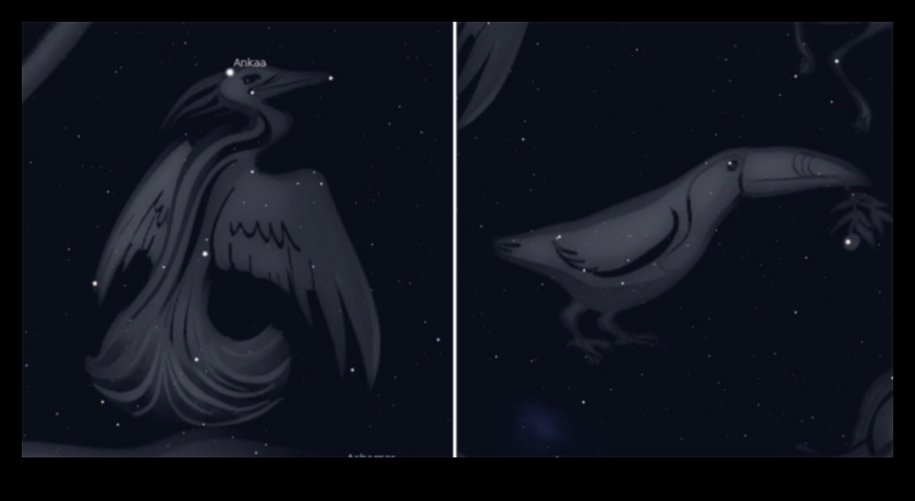 الطيور وعلم الفلك أساطير الأبراج مستوحاة من الطيور 5 الطيور وعلم الفلك: أساطير الأبراج المستوحاة من الطيور