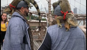 تابع عرض الزواحف: إكسسوارات عصرية لأصدقاء سكالي