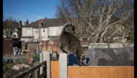 حماية حديقتك من الحيوانات الأليفة: إنشاء مساحة خارجية آمنة للحيوانات