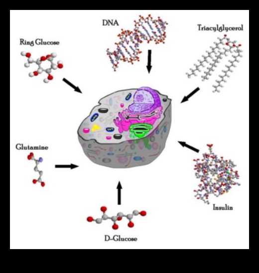 العناصر الأساسية: اللبنات الأساسية للكيمياء الحيوية الغذائية