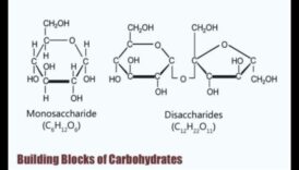 الطقس الأساسية اللبنات الأساسية للكيمياء القوة الغذائية 1 العناصر الأساسية: اللبنات الأساسية للكيمياء الحيوية الغذائية