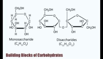 العناصر الأساسية: اللبنات الأساسية للكيمياء الحيوية الغذائية