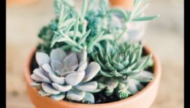 العصارة مكون الديكور المناقشة 3 كيف يمكنني دمج الطرق الإبداعية لاستخدام العصارة في الديكور الحديث؟