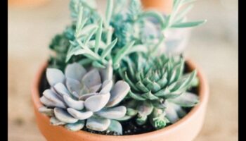 كيف يمكنني دمج الطرق الإبداعية لاستخدام العصارة في الديكور الحديث؟