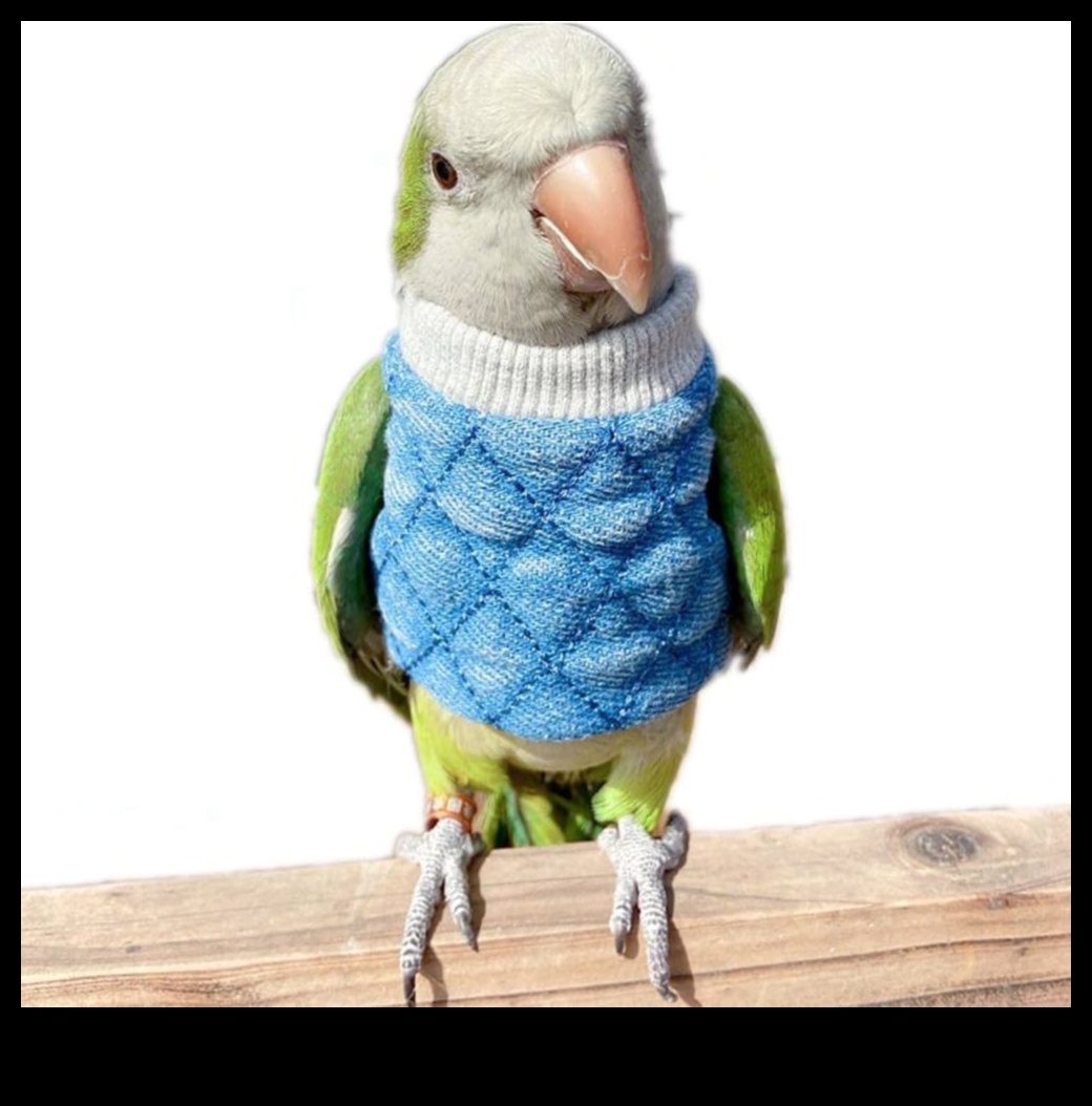 أزياء الأصدقاء ذوي الريش: إكسسوارات أنيقة للطيور الأليفة