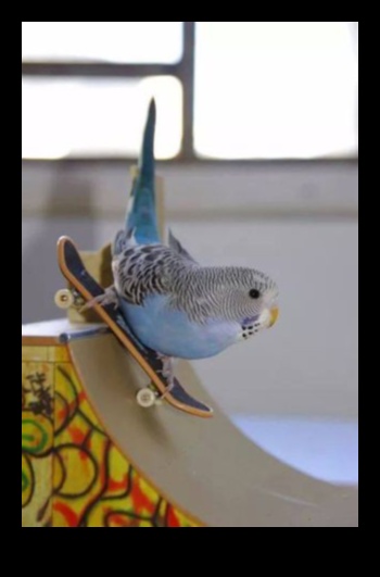 أزياء الأصدقاء ذوي الريش: إكسسوارات أنيقة للطيور الأليفة