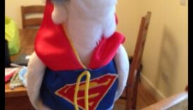 أزياء الأصدقاء ذوي الريش: إكسسوارات أنيقة للطيور الأليفة