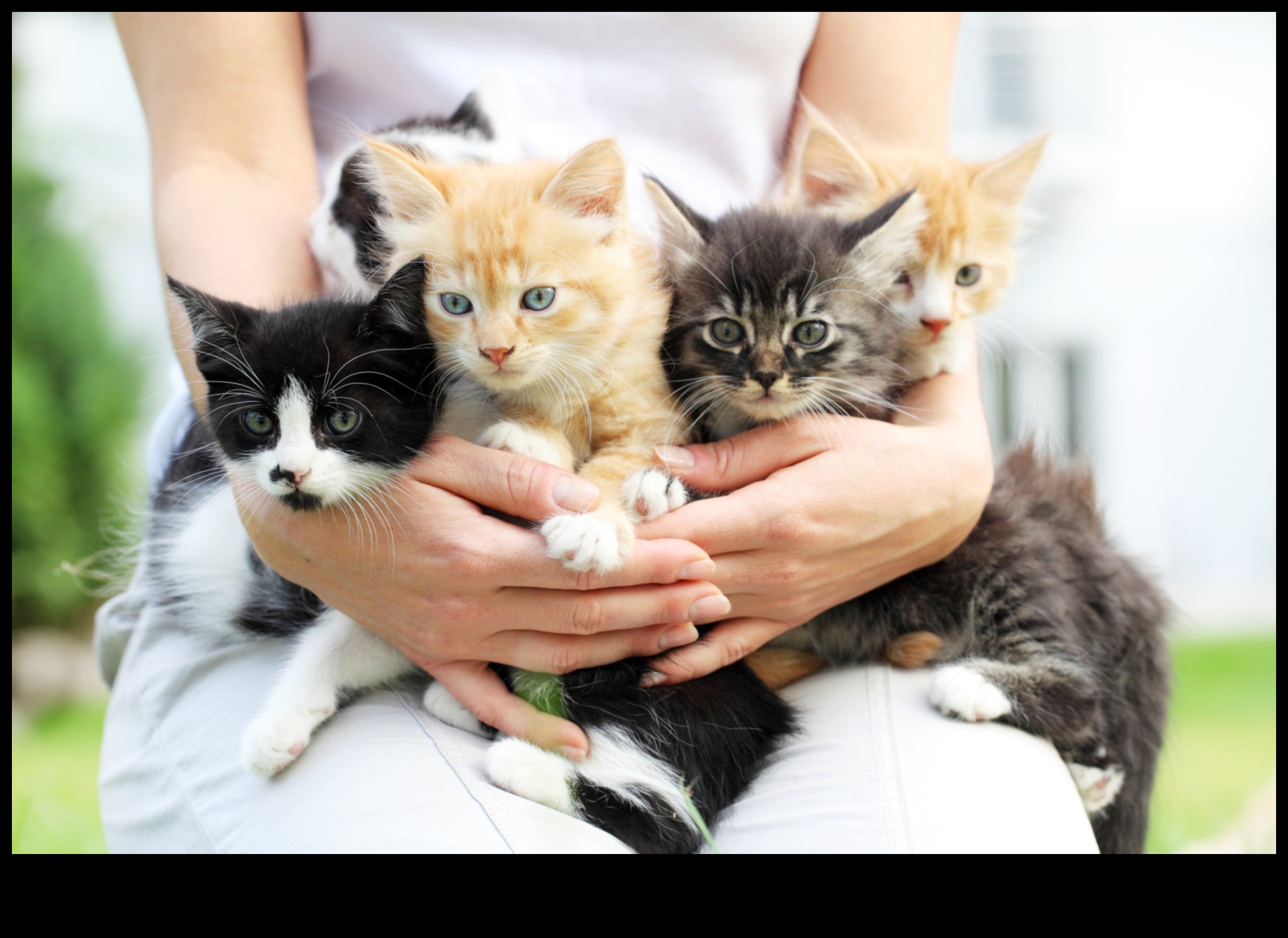 هريرة كورنر: التنقل في عالم ملكية القطط الصغيرة