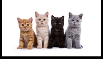 هريرة كورنر: التنقل في عالم ملكية القطط الصغيرة