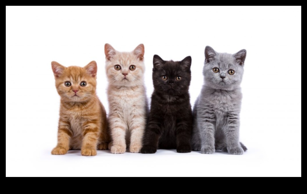 هريرة كورنر: التنقل في عالم ملكية القطط الصغيرة