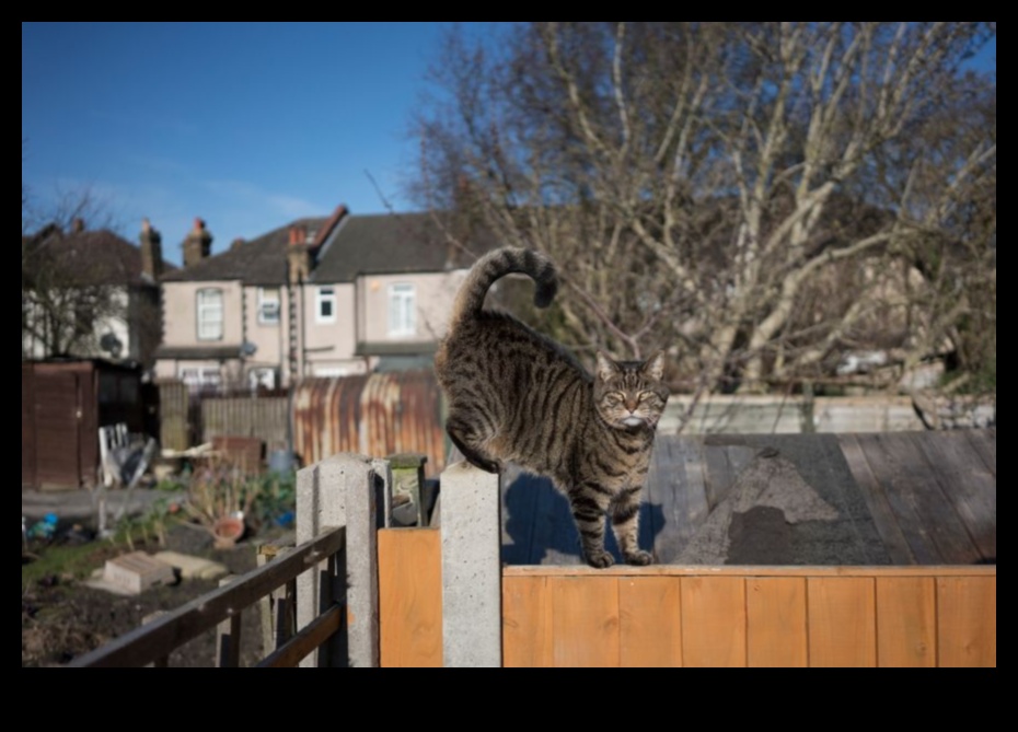 حماية حديقتك من الحيوانات الأليفة: إنشاء مساحة خارجية آمنة للحيوانات