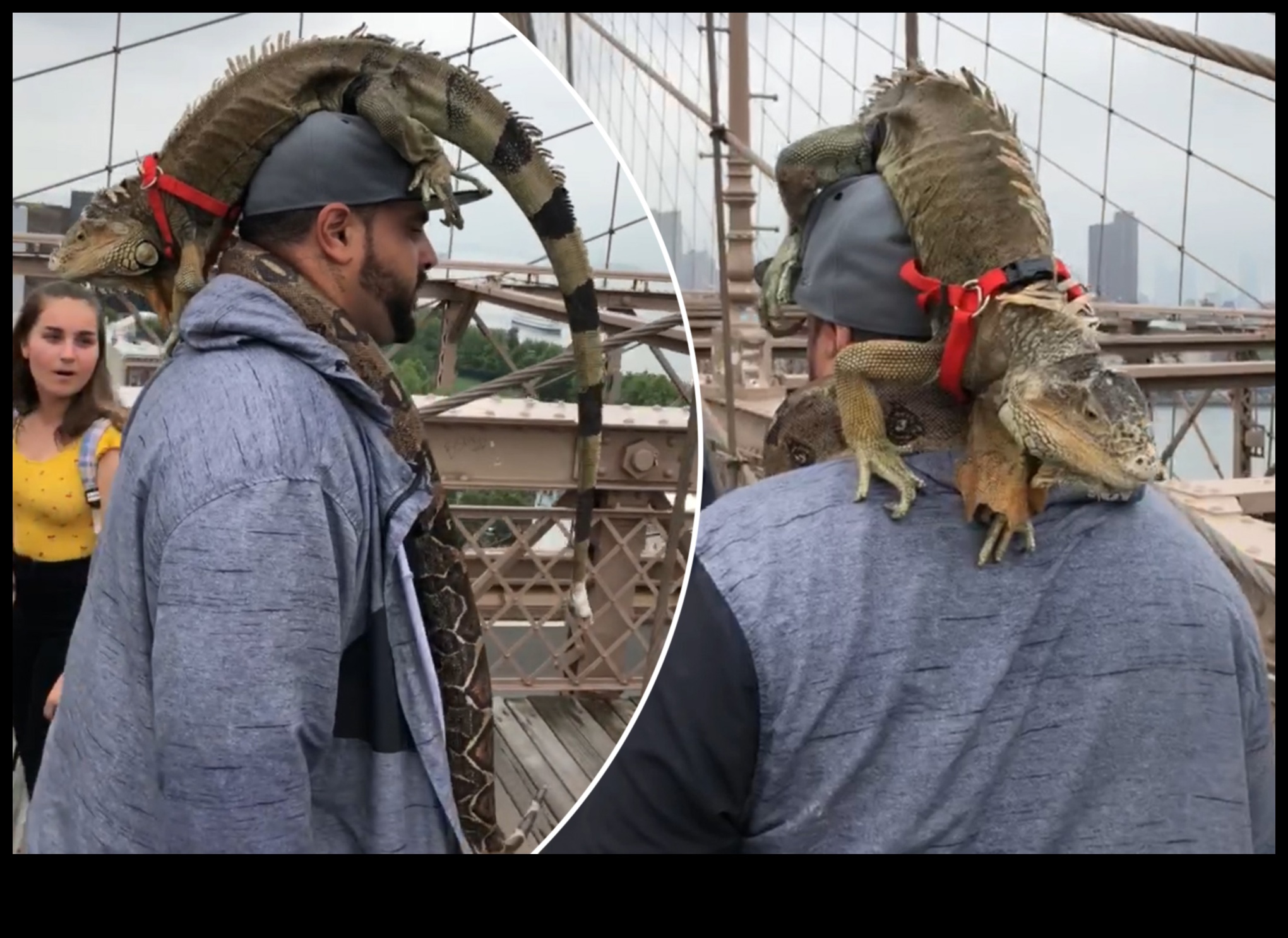 تابع مدرج الزواحف الاكتشافات العصرية لأصدقائك من سكان سكيلي 1 تابع عرض الزواحف: إكسسوارات عصرية لأصدقاء سكالي